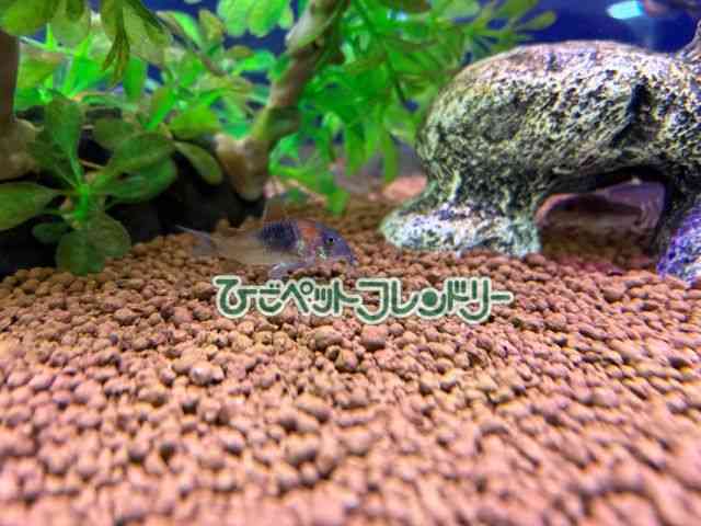 card-img