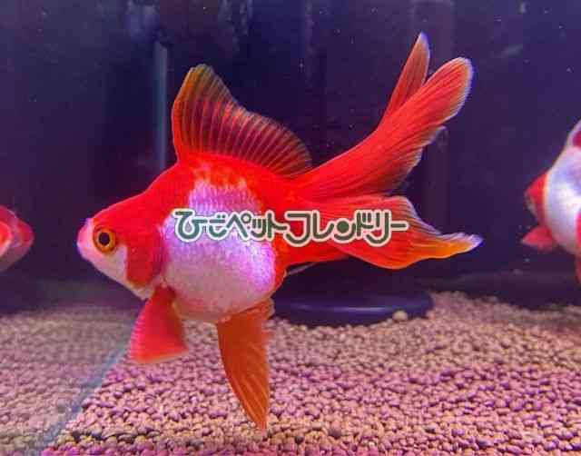 card-img