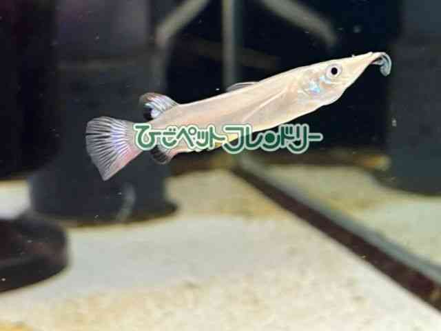 card-img