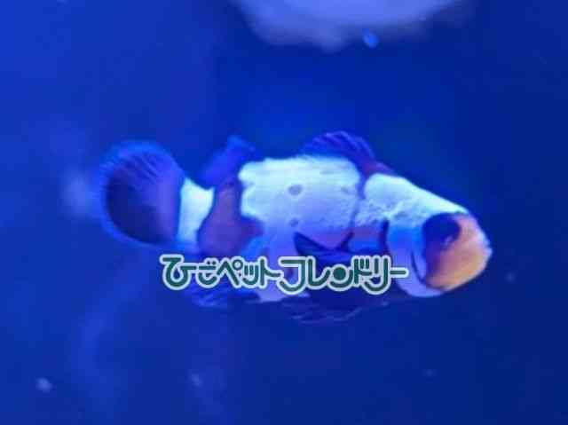 card-img