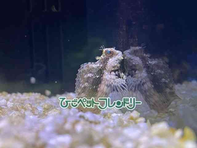 card-img
