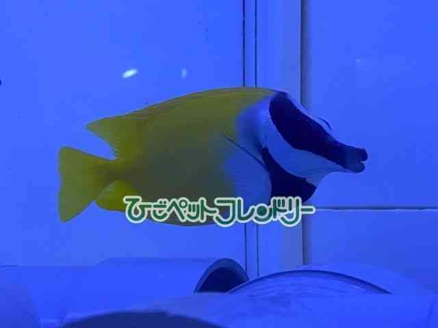 card-img