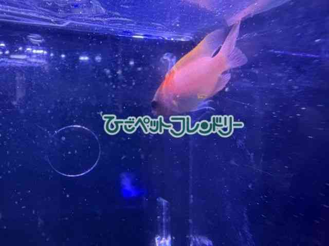 card-img