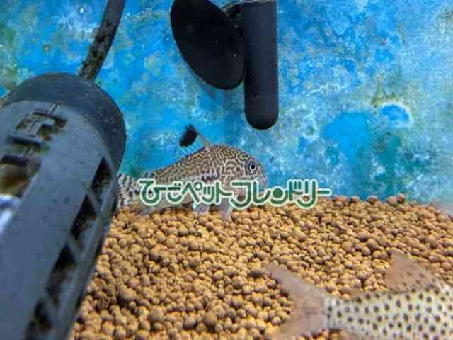 card-img