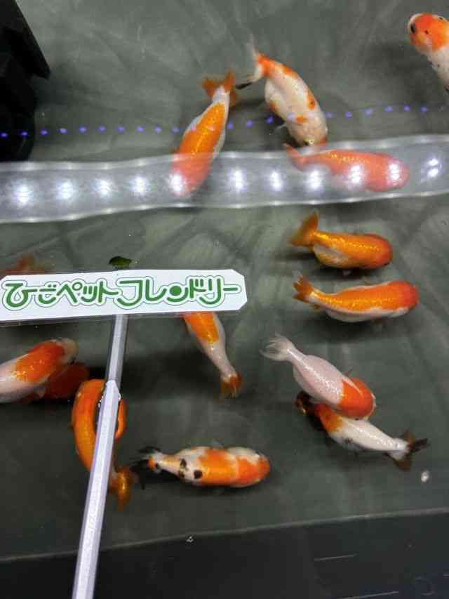 card-img