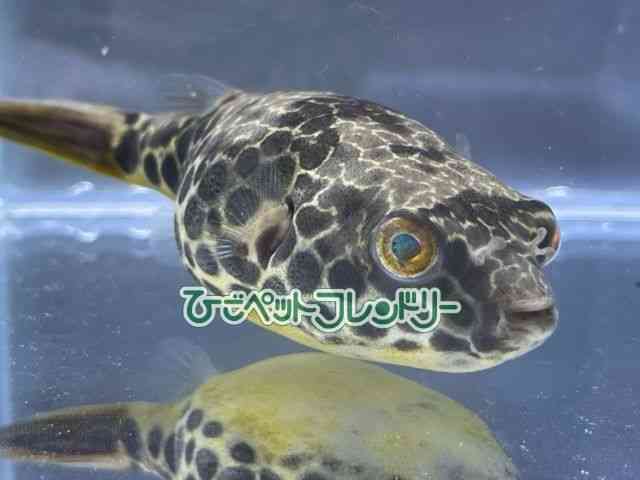 card-img