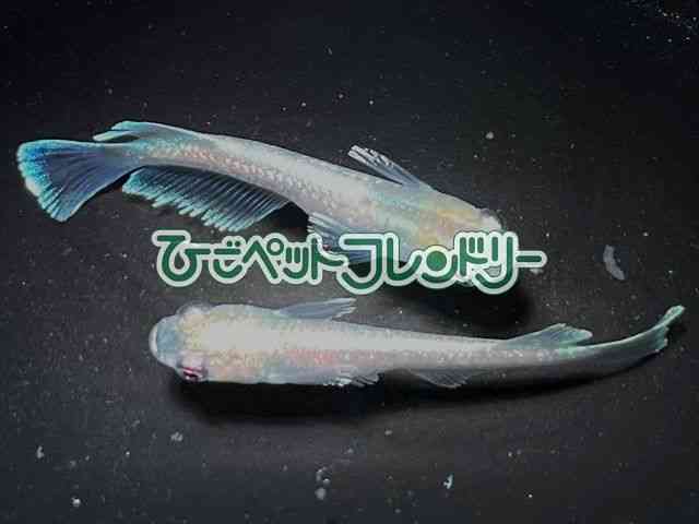 card-img