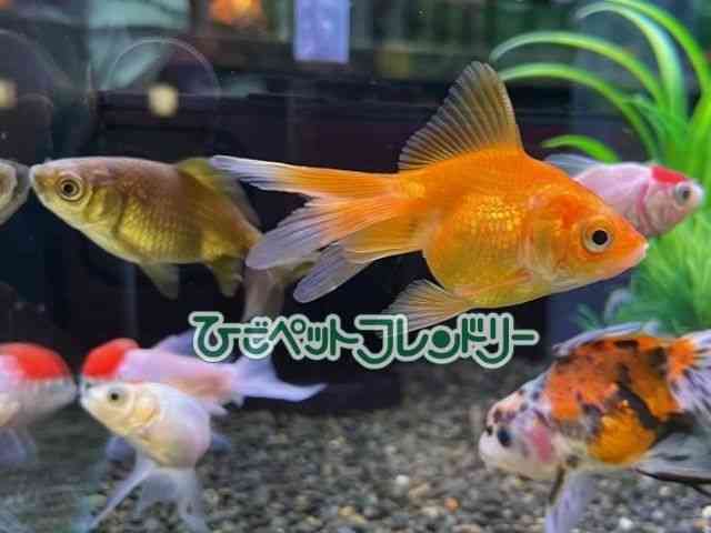 card-img