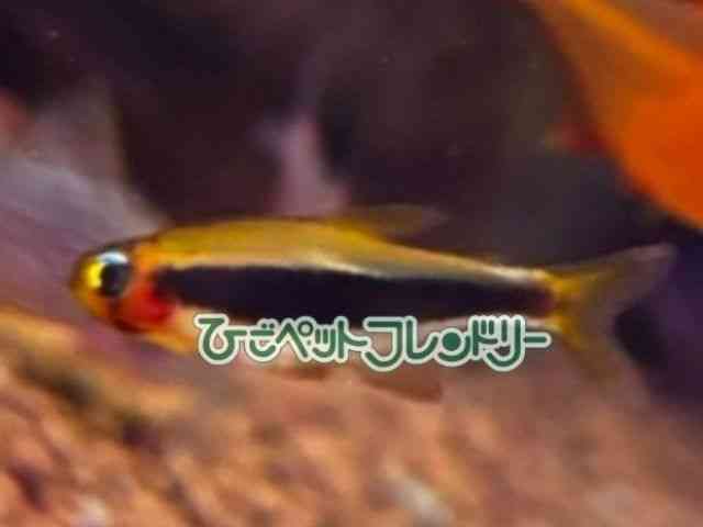 card-img