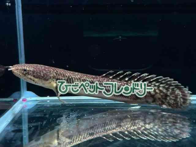 card-img
