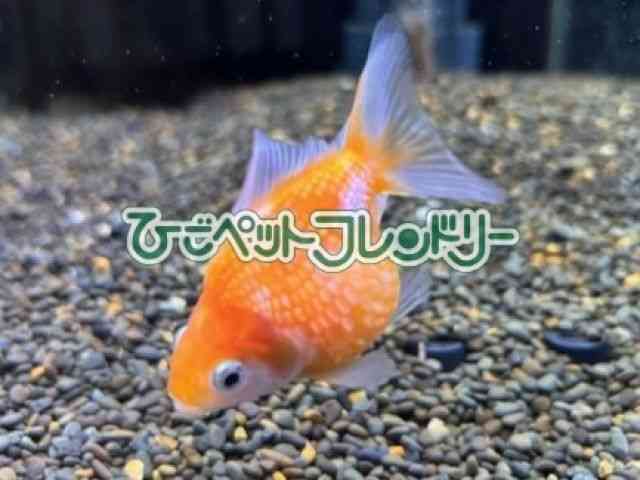 card-img