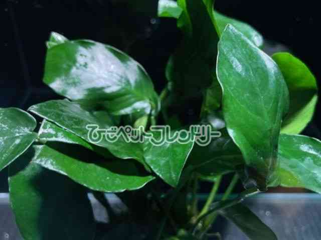 card-img