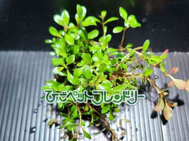 card-img