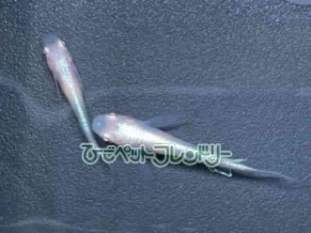 card-img
