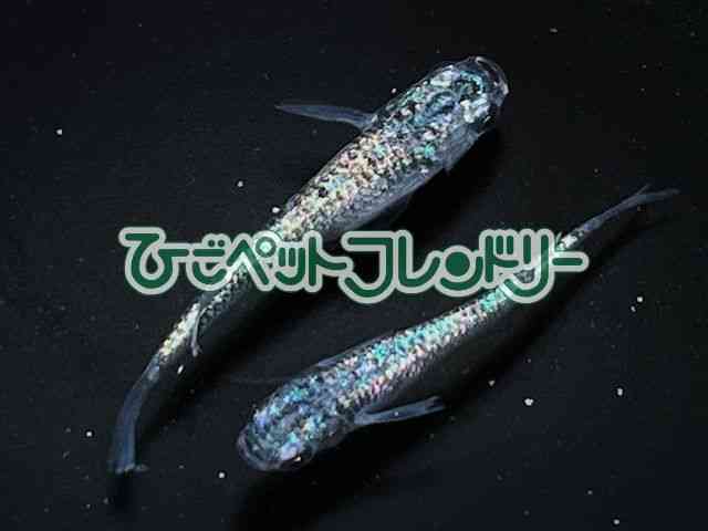 card-img