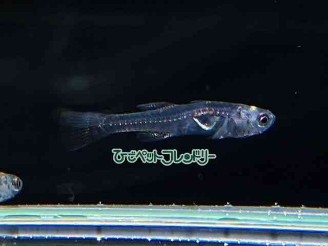 card-img