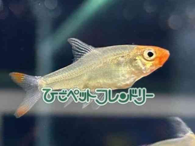 card-img