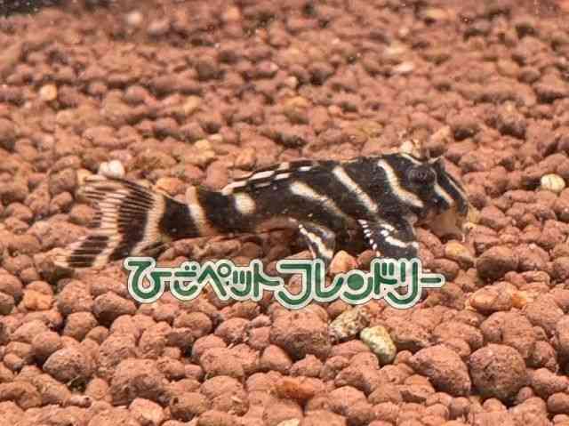 card-img