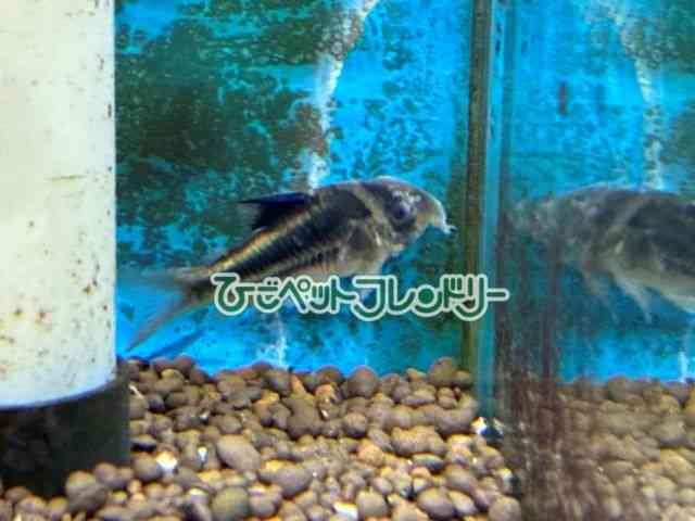 card-img