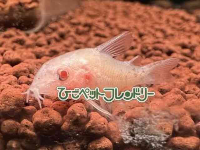 card-img