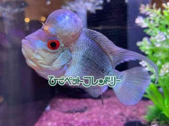 card-img
