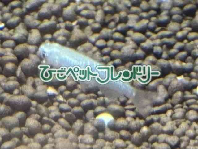 card-img