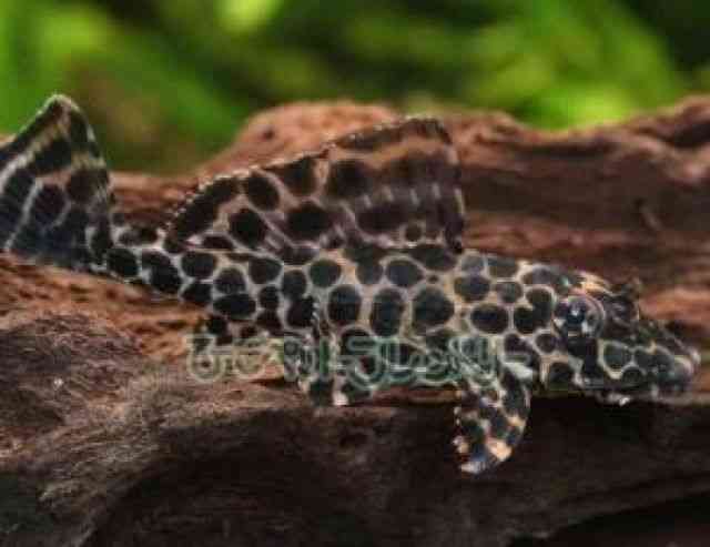 card-img