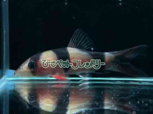 card-img