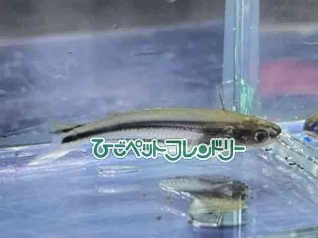 card-img