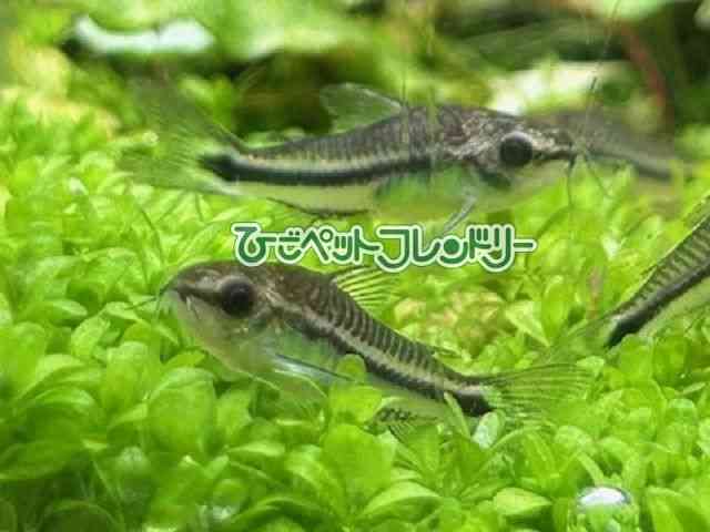 card-img