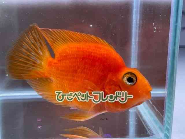 card-img