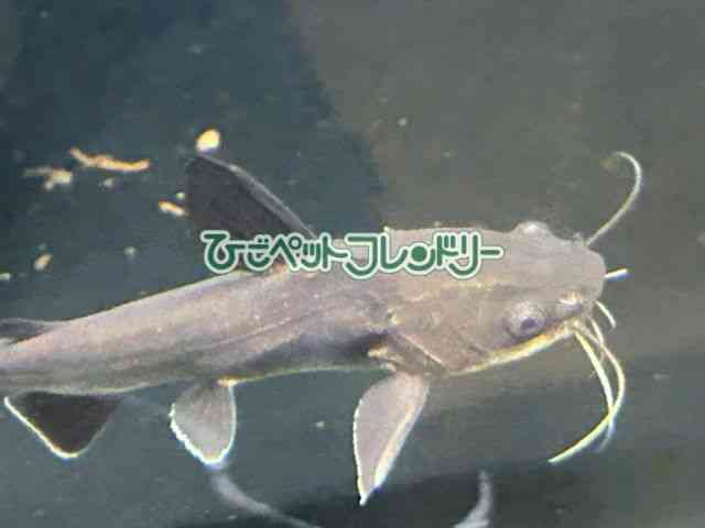 card-img