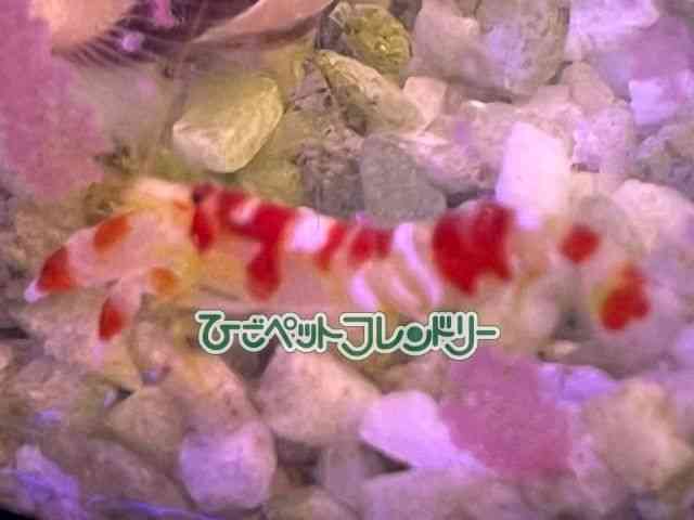 card-img
