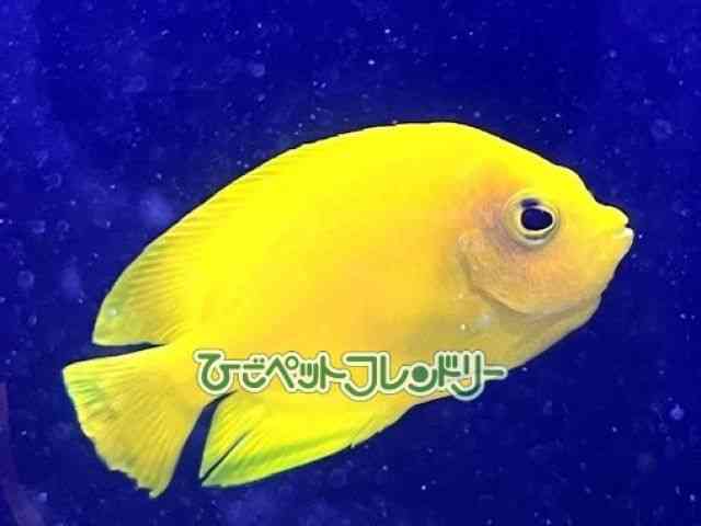 card-img