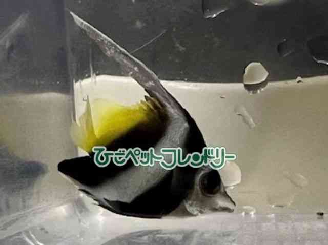 card-img