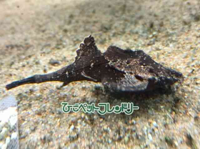 card-img