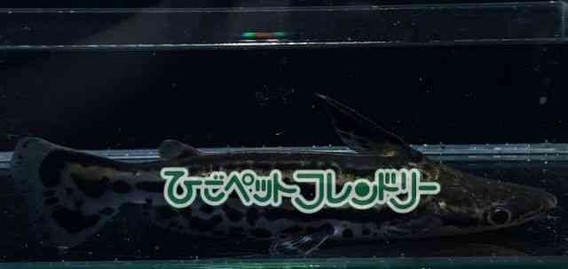 card-img