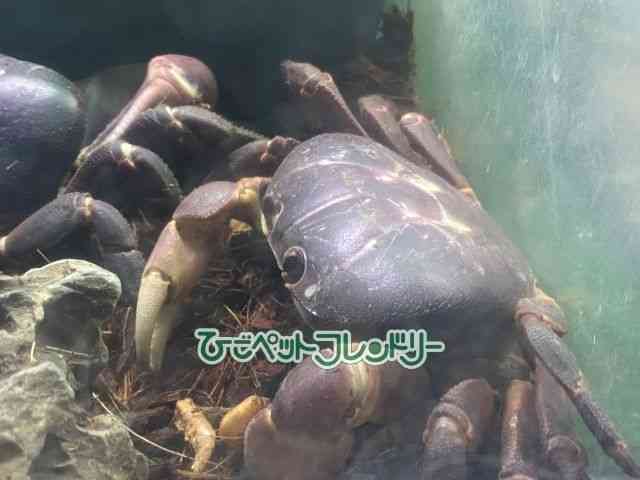 card-img