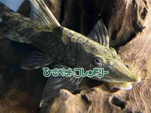 card-img