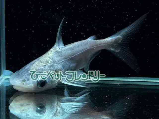 card-img