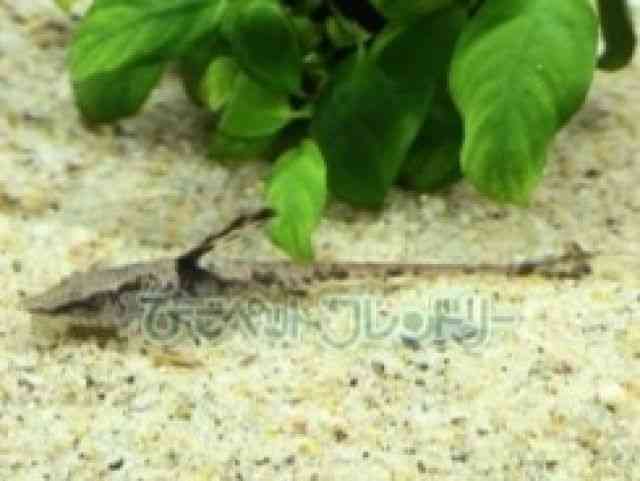 card-img
