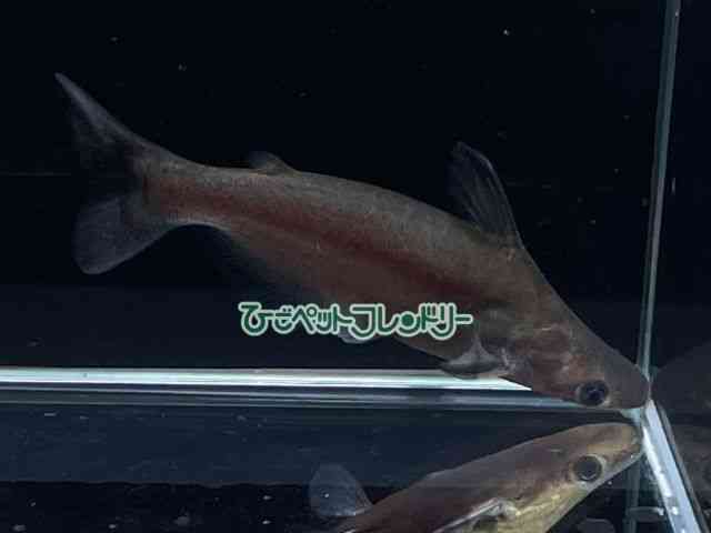 card-img