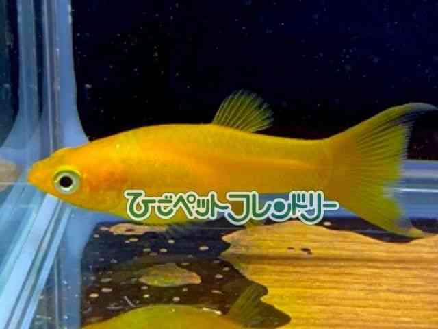 card-img