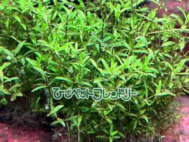 card-img