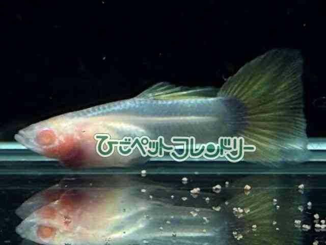 card-img