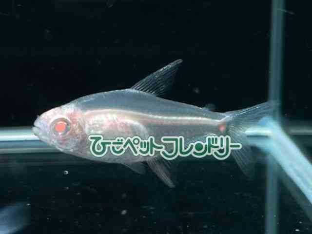 card-img
