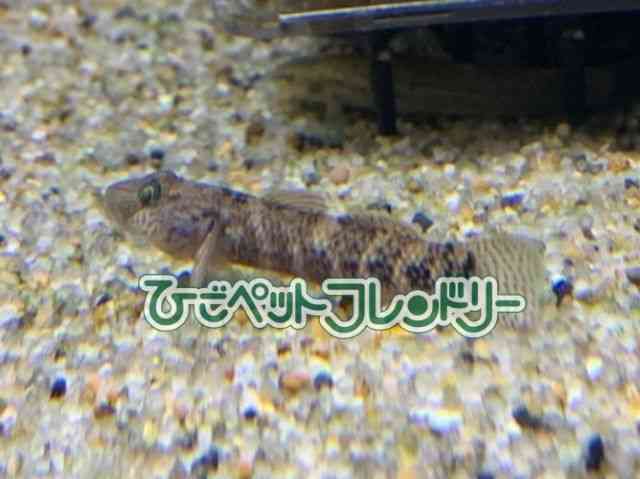 card-img