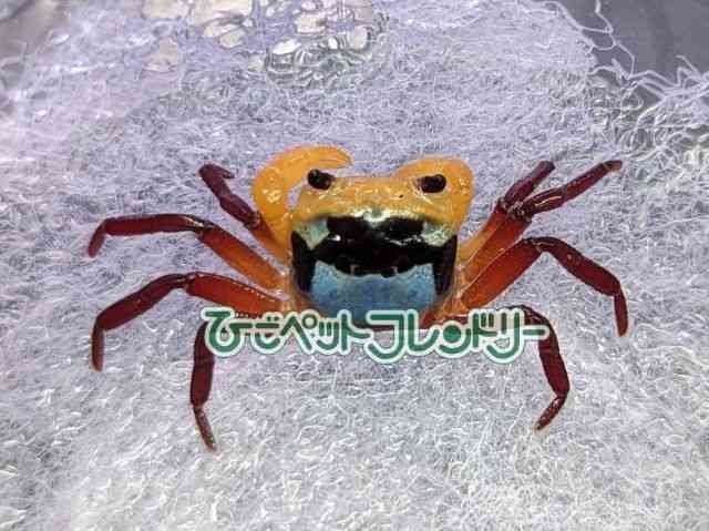 card-img