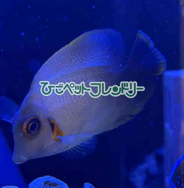 card-img