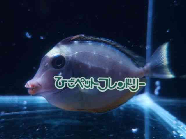 card-img